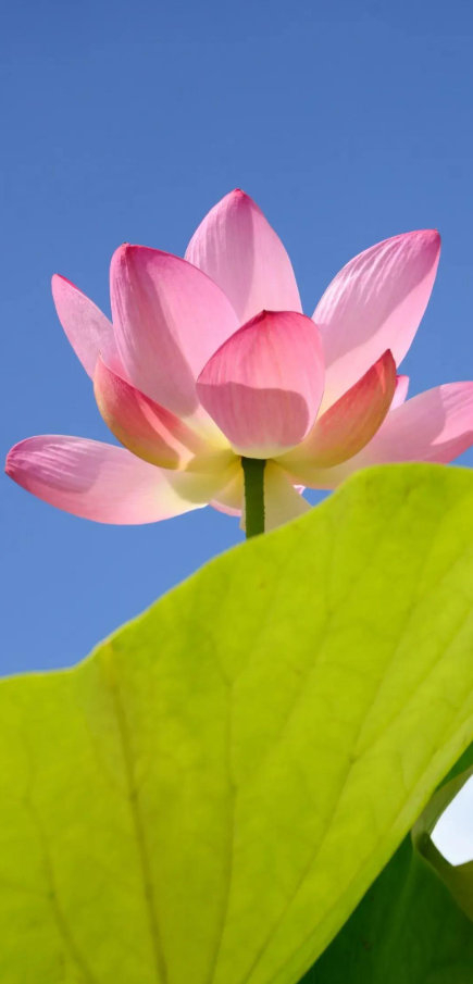 开云体育入口-疲惫是成长信号，坚持离梦想更近|长跑|极限|运动员|能量|人生_新浪新闻